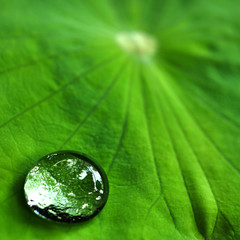 Water drop on lotus leaf / Shadow of lotus leaf and surrounding can reflect in water drop closeup texture with green vivid color background