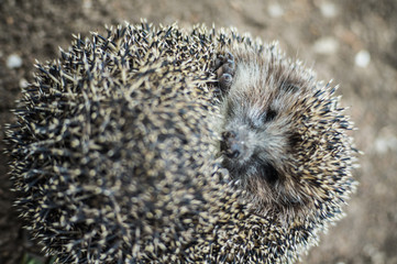 A little hedgehog with prickly needles runs on the ground in the wild in the open and fresh air.