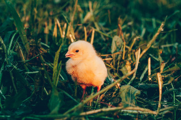 Little yellow chicken in green grass in the sunset light