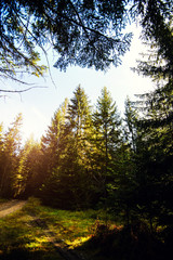Sunrise in a beautiful forest in Carpathian mountains, Ukraine, Europe. Scenery of nature with sunlight. Beauty of nature concept background.
