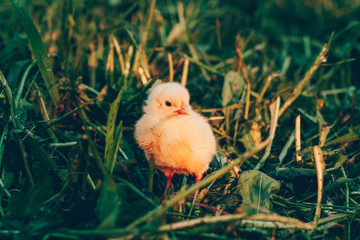 Little yellow chicken in green grass in the sunset light