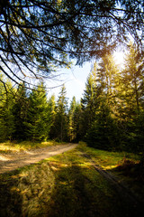 Sunrise in a beautiful forest in Carpathian mountains, Ukraine, Europe. Scenery of nature with sunlight. Beauty of nature concept background.