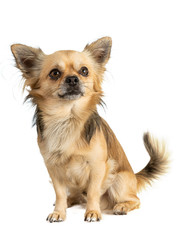 long-haired chihuahua sitting