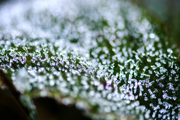 Macro on grass with frost and and drops of water.