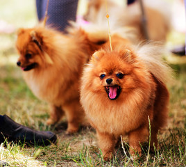 Beautiful little dog on the green grass.