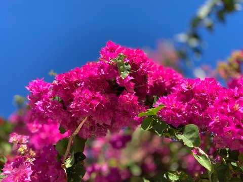 A Roses or flowers background. Blue sky. No people and no clouds. 