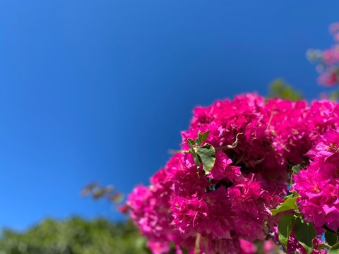Blooming flowers from Brazil and a blue background