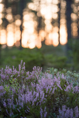 Naklejka premium Heather flowers growing in the forest