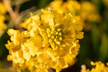 Fototapeta premium beautiful bright yellow spring flower