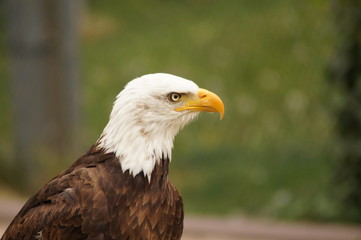 Ein Weißkopfseeadler im Wildparadies