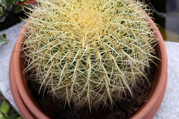 One big green round beautiful cactus with long thorns