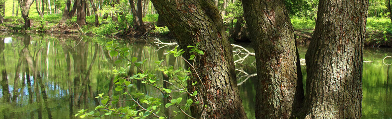 landscape of the wild nature. On the bank of the small river bushes and trees grow, the trunk of one tree lies cut by a beaver.