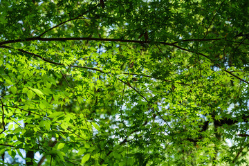 A large green leafy plant that grows in the mountains in May.