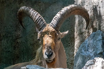 portrait of a west caucasian tur