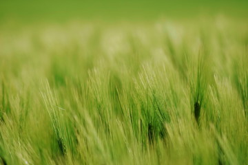 Schönhagen Ostsee Steilküste Mai 2020