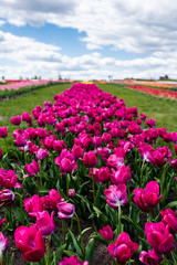 selective focus of colorful purple tulips in field with blue sky and clouds
