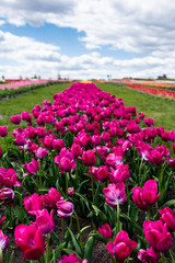 Fototapeta premium selective focus of colorful purple tulips in field with blue sky and clouds