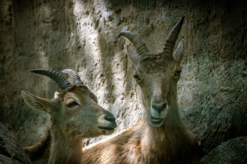 two young west caucasian turs