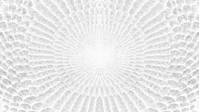 abstract parallax background texture of white snake skin python pattern stylish fashion animation