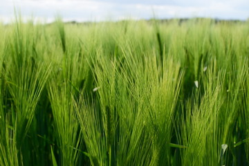 Schönhagen Ostsee Steilküste Mai 2020