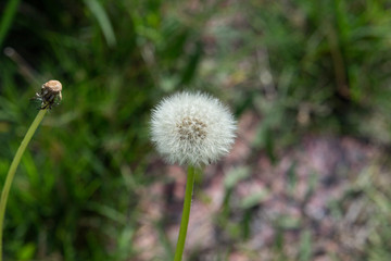 Dandelion
