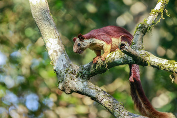 A Giant Squirrel sitting on a branch with beautiful bokeh background in indian subcontinent