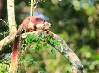 A Giant Squirrel sitting on a branch with beautiful bokeh background