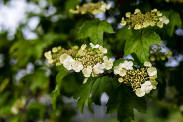 Viburnum blossom in spring. Beautiful flowering bush of viburnum