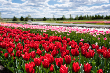 selective focus of colorful tulips field with blue sky and clouds