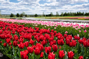 Fotobehang selective focus of colorful tulips field with blue sky and clouds © LIGHTFIELD STUDIOS
