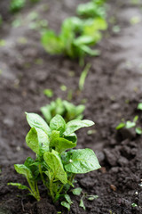 potatoes on the beds in the farm