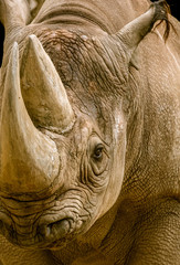 portrait of a black rhino © Ralph Lear