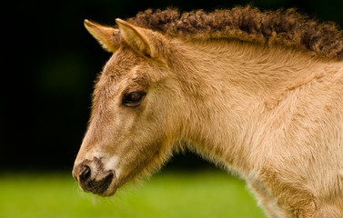 Portrait of a pretty, beautiful, small dunhorse foal, some days old with a fleecy light pelt, an Icelandic horse foal