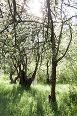 Fototapeta na wymiar tree in the woods
