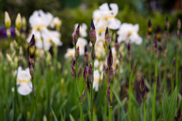 Iris flowers in raindrops. Blooming white irises in spring or early summer