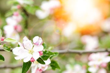 Fototapeta premium apple tree with flowers