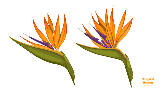 Isolated tropical flowers. Strelitzia image. Design elements. Exotic bud. Orange floral plant in cartoon style. Jungle flora on white background
