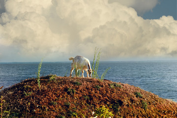 Goats grazing on a rocky shore by the sea.