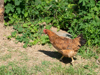 Red brown chicken (hen) running around on the green grass on the eco farm