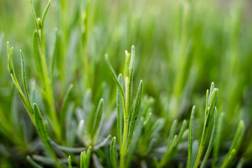 Lavender leaves in raindrops. Natural background
