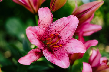 Obraz premium Pink lily flowering in a flowerbed in a country garden