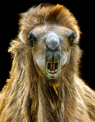portrait of an arabian camel