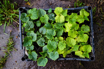 seedlings of cucumbers in a plastic box before planting in the ground