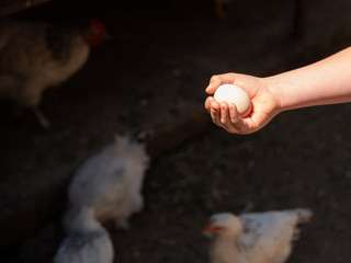 The child holds an egg on an eco farm in chicken coop