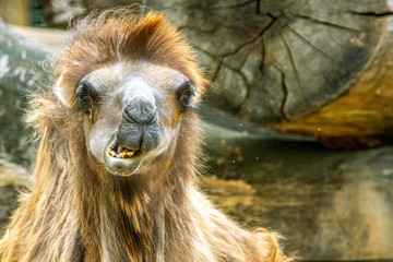 portrait of an arabian camel
