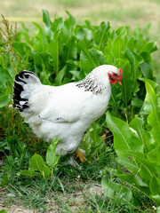 White chicken (hen) on a eco farm in the green grass