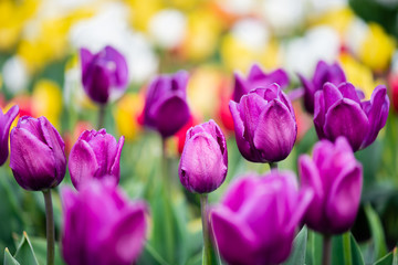 selective focus of purple colorful tulips