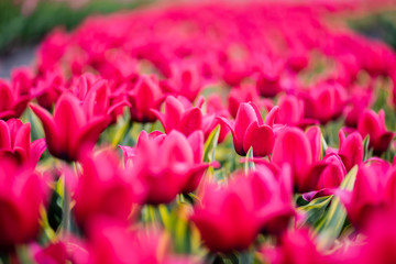 selective focus of pink colorful tulips