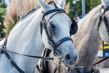 Close up of White  Horse with Bridle Outdoor 