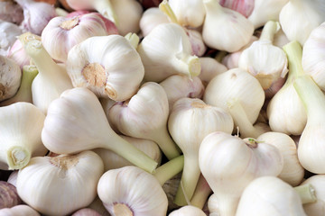 Garlic. Fresh garlic bulbs on a farmer market.